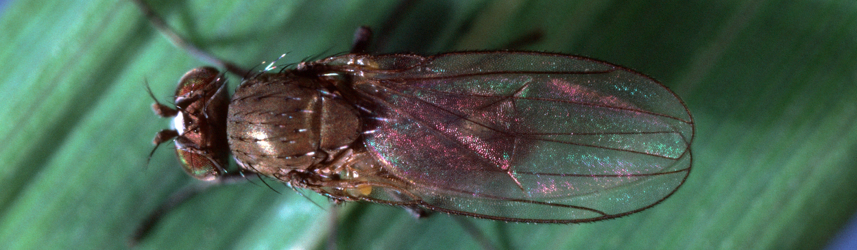 Rice leafminer adult.