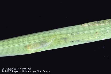 Crop damaged by rice leafminer, cereal leaf miner.