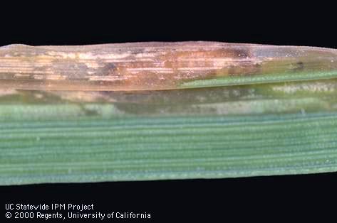 Crop damaged by rice leafminer, cereal leaf miner.