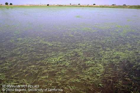 Crop damaged by rice leafminer, cereal leaf miner.