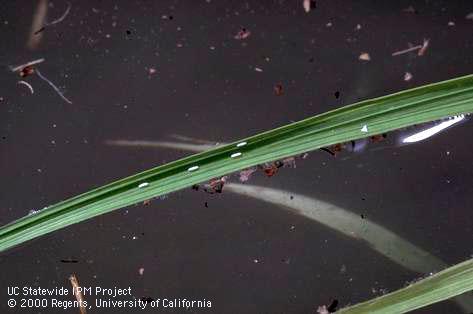 Egg of rice leafminer, cereal leaf miner.