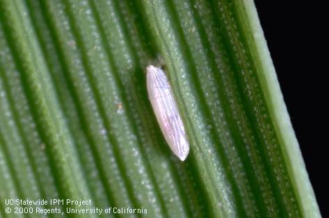 Egg of rice leafminer, cereal leaf miner.