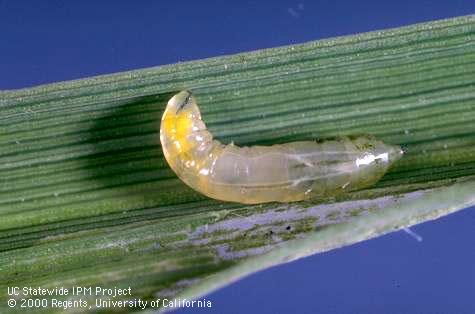 Larva of rice leafminer, cereal leaf miner.