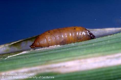 Pupa of rice leafminer, cereal leafminer.