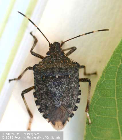 An adult brown marmorated stink bug, <i>Halyomorpha halys.</i>.