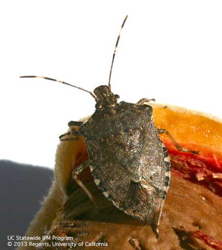 An adult brown marmorated stink bug, <i>Halyomorpha halys.</i>.