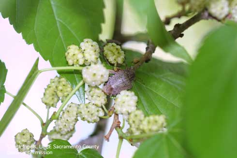 Adult brown marmorated stink bug, <i>Halyomorpha halys,</i> on white mulberry.