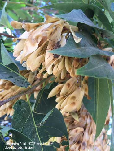 Adult brown marmorated stink bug, <i>Halyomorpha halys</i>, on seeds of tree of heaven, <i>Ailanthus altissima</i>.