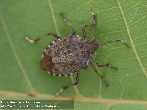 Adult brown marmorated stink bug, <i>Halyomorpha halys</i>.