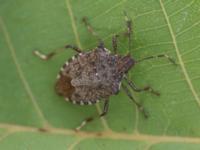 Adult brown marmorated stink bug on green leaf, with brown mottling on shield-shaped body, alternating brown and cream stripes along side of body, and double white bands on antennae.