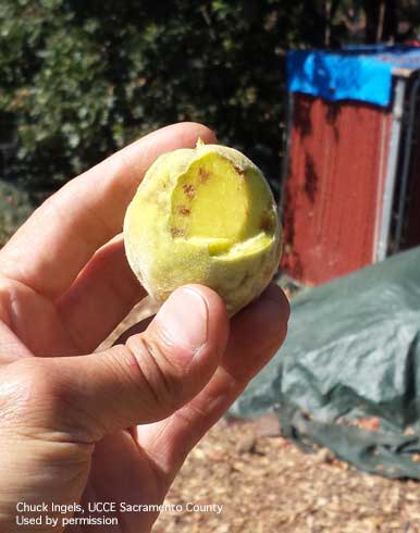 Pithy areas underneath the skin of a peach caused by brown marmorated stink bug feeding.