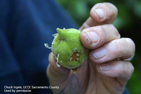 Initial feeding damage on peach, caused by brown marmorated stink bugs, may appear as oozing of sap. 