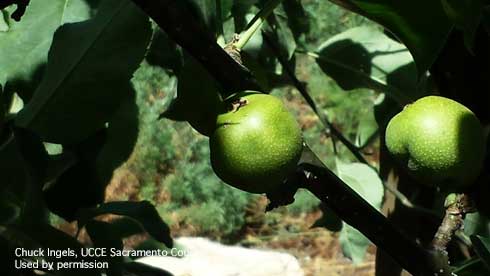 Discoloration of young Asian pear fruit caused by brown marmorated stink bug feeding.