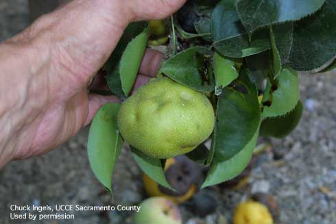 Pockmarks on young Asian pear fruit caused by brown marmorated stink bug feeding.