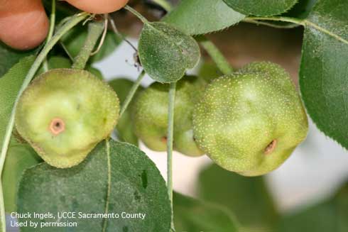 Distorted young Asian pear fruit caused by brown marmorated stink bug feeding.