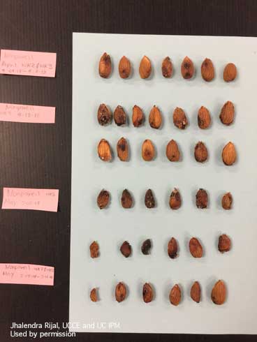 Damage on almond nuts due to early-season feeding by brown marmorated stink bug, <i>Halyomorpha halys</i>.