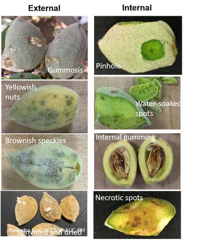 Internal and external damage on almond nuts due to feeding by brown marmorated stink bug, <i>Halyomorpha halys</i>.