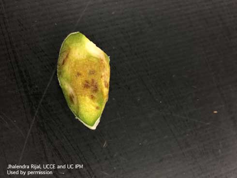 Necrotic spots on almond hull due to mid to feeding by brown marmorated stink bug, <i>Halyomorpha halys</i>.