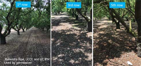 The presence of adult brown marmorated stink bugs, <i>Halyomorpha halys</i> and their damage is noticeably higher in border rows, especially near sides of the orchard next to an open field or by alternate hosts.