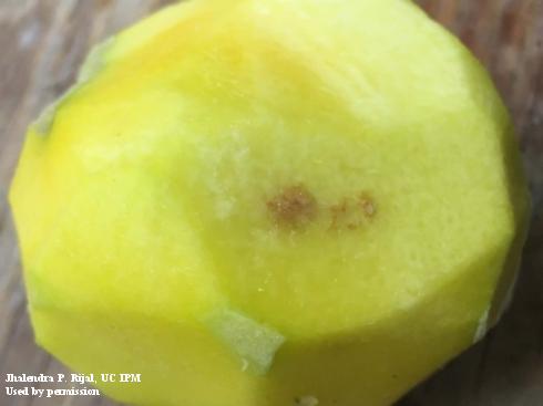 Cork-like damage to peach caused by brown marmorated stink bug, <i>Halyomorpha halys</i>.