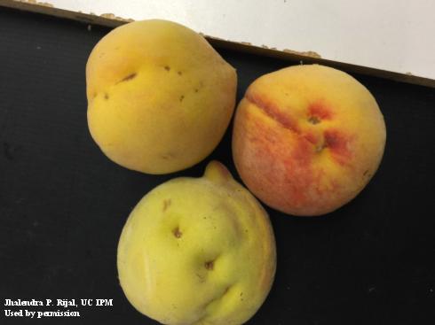 Dimpling on peaches caused by brown marmorated stink bug, <i>Halyomorpha halys</i>.