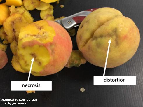 Necrosis and distortion on peaches caused by brown marmorated stink bug, <i>Halyomorpha halys</i>.