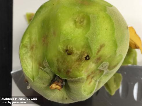 Brown discoloration in an unripe peach caused by brown marmorated stink bug, <i>Halyomorpha halys</i>.