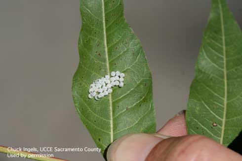 Eggs of brown marmorated stink bugs, <i>Halyomorpha halys,</i> on the underside of a Chinese pistache leaf.