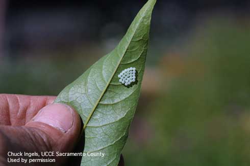 Eggs of brown marmorated stink bug, <i>Halyomorpha halys,</i> on the underside of a tree of heaven leaflet.