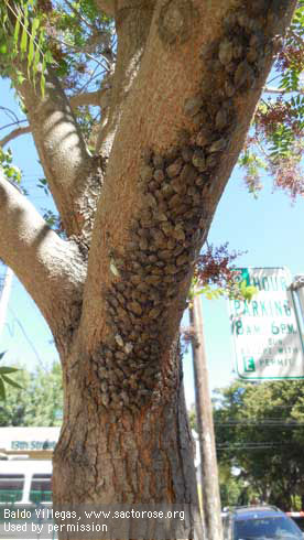 Aggregation of brown marmorated stink bugs, <i>Halyomorpha halys,</i> on a Chinese pistache tree limb.