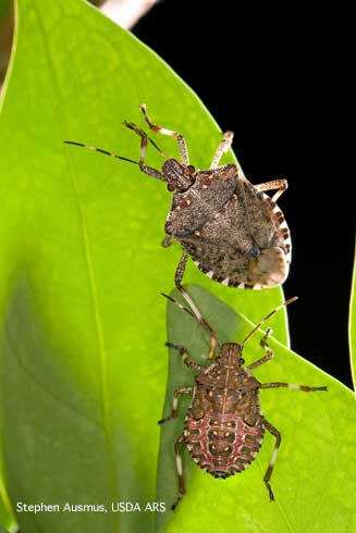 Adult (top) and mature nymph of the brown marmorated sting bug, <i>Halyomorpha halys.</i>  Note the two white bands on the antennae, white bands on the legs, and the banded abdominal edge. 