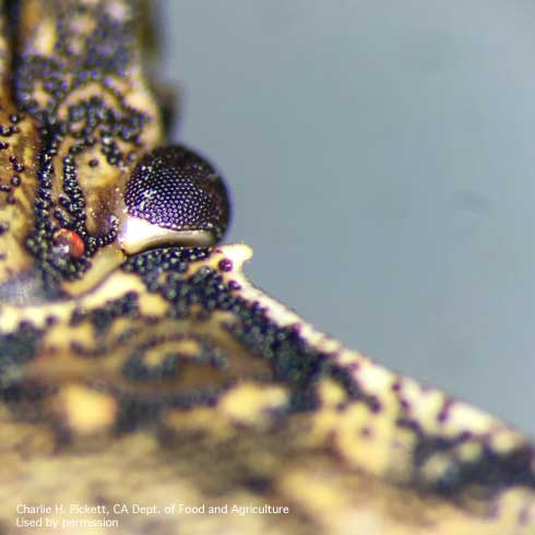 Close-up view of a characteristic notch behind the eye of an adult female brown marmorated stink bug, <i>Halyomorpha halys</i>.