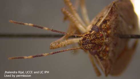 Close-up view of the head of an adult female brown marmorated stink bug, <i>Halyomorpha halys</i>, showing two white bands on antennae and smooth shoulder.