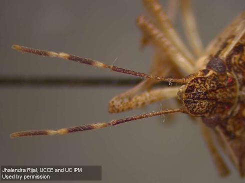 Antennae of adult brown marmorated stink bug, <i>Halyomorpha halys</i>.