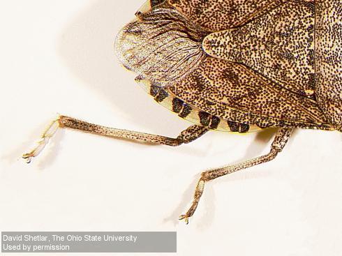 Legs of adult brown marmorated stink bug, <i>Halyomorpha halys</i>.