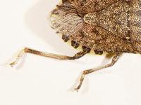 Close-up of the brown, mottled right side and legs of an adult brown marmorated stink bug on a white background, with alternating brown and cream stripes along the side of the body.