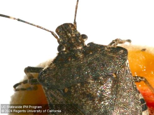 Shoulders of adult brown marmorated stink bug, <i>Halyomorpha halys</i>.