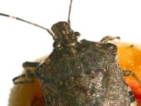 Close-up of the brown, mottled shoulders and head of an adult brown marmorated stink bug.