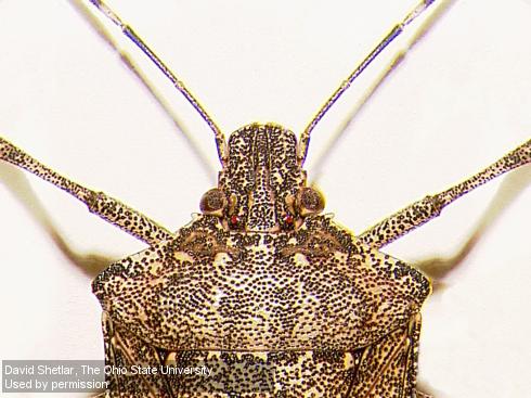 Head of adult brown marmorated stink bug, <i>Halyomorpha halys</i>.