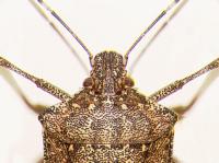 Close-up of the brown, mottled head of an adult brown marmorated stink bug, with large, brown eyes.