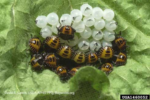 Newly hatched nymphs of the brown marmorated stink bug, <i>Halyomorpha halys.</i>.