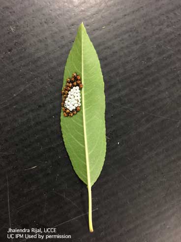 Newly hatched nymphs and empty eggs of the brown marmorated stink bug, <i>Halyomorpha halys</i>.