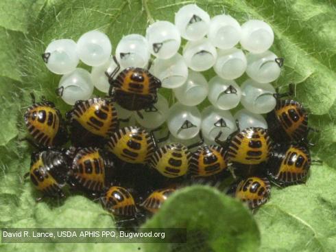 Eggs and first-instar nymphs of brown marmorated stink bug, <i>Halyomorpha halys</i>.