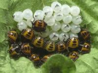 Several newly hatched, round brown marmorated stink bug nymphs, with black heads and orange-yellow and black markings, next to white, round egg casings on a green leaf.