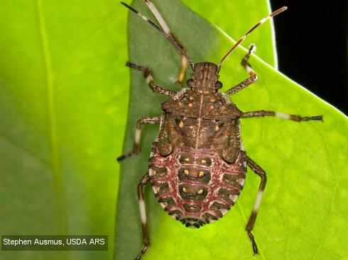 Older nymph of brown marmorated stink bug, <i>Halyomorpha halys</i>.