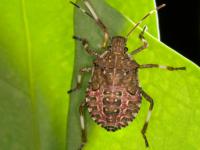 Brown marmorated stink bug nymph on green leaf, with a brown body and red and white markings, wide white bands on legs, and white bands on antennae.