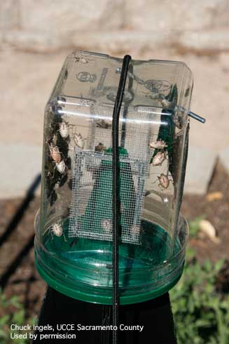 Inverted clear plastic container with a cone-shaped opening, used to trap brown marmorated stink bugs, <i>Halyomorpha halys.</i>.