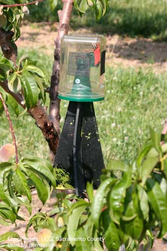 Small pyramid trap placed in a peach tree to trap brown marmorated stink bugs.