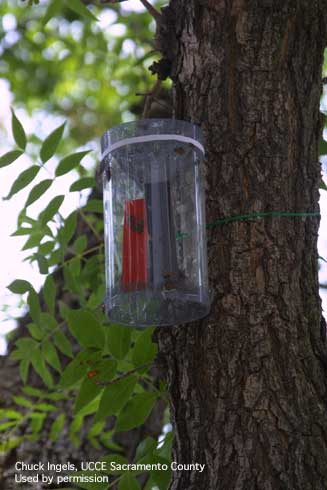 Trece double-cone trap, with a lure and insecticide strip, attached to tree branch.