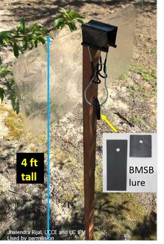 A trap baited with a brown marmorated stink bug aggregation pheromone and pheromone synergist is effective in monitoring adults and nymphs season-long, even when low numbers are present.